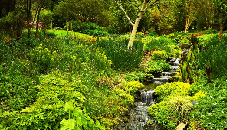 Лесное пение птиц. Звуки природы - Дикий сад✦ Звуки леса и пение птиц ✦ Relax Sleep смотреть онлайн