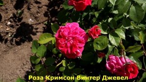 4 замечательные розы, с прекрасным ароматом! Великолепные сорта с крупными цветами.