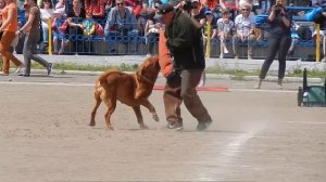 Working Dogue de bordeaux/ Бордоский дог охрана