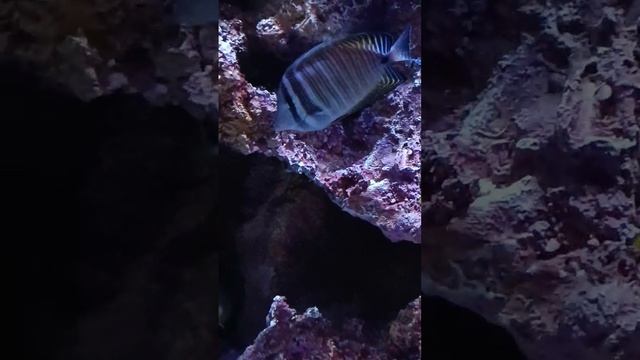Лисица жёлтая зебрасома парусная чернополосая в Magic AQUARIUM смотреть онлайн