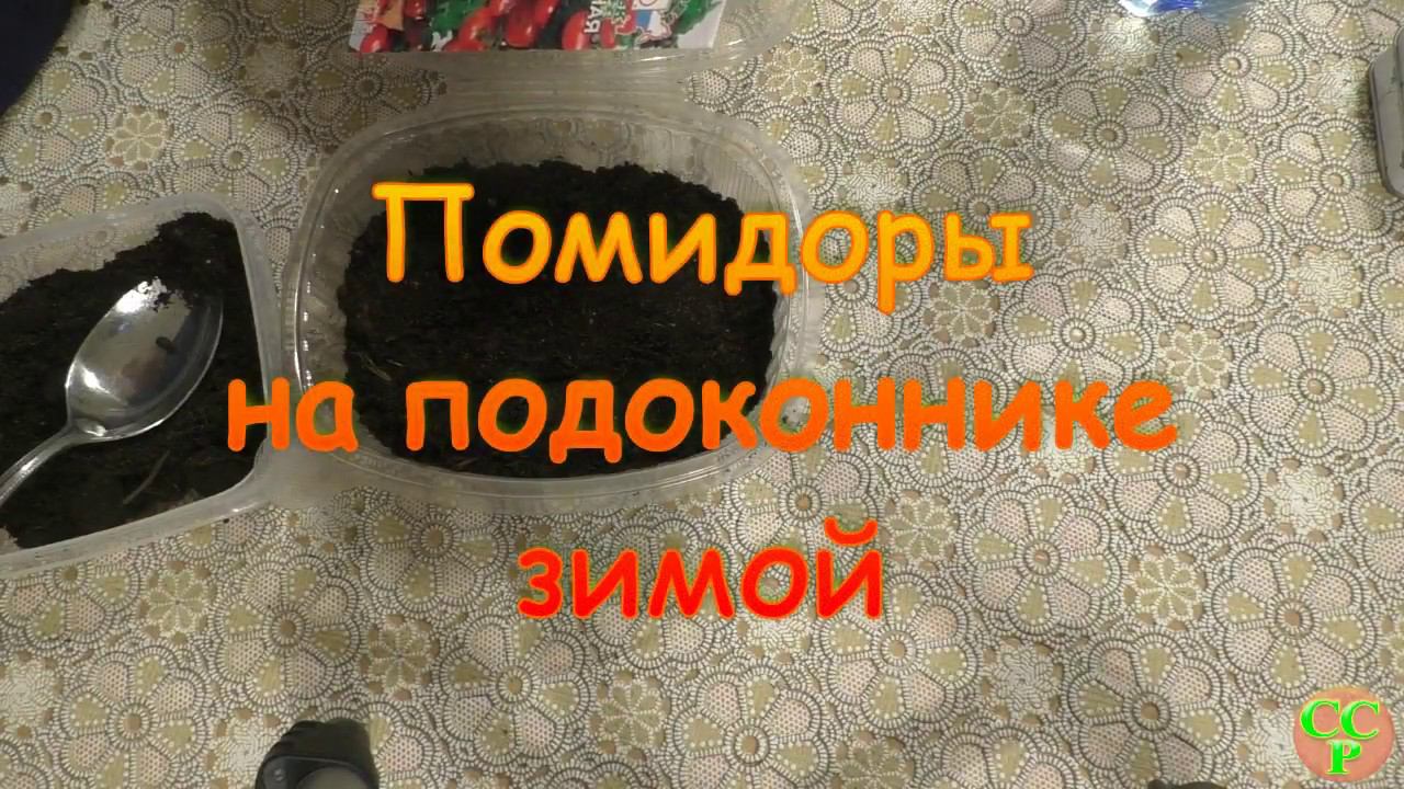 Помидоры на подоконнике зимой