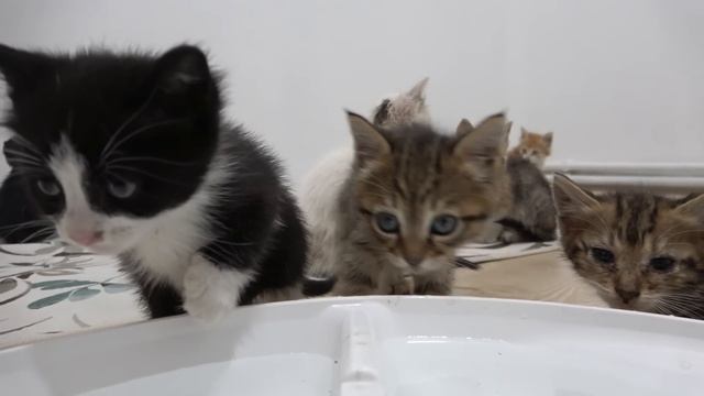 Kittens that were put in a cardboard box and thrown into the forest and abandoned. Kitten Rescue 1 смотреть онлайн