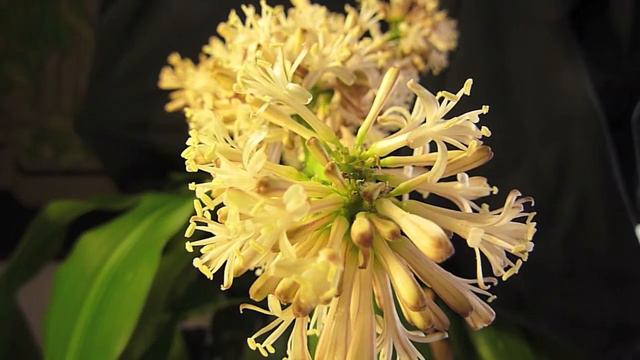 Floraison dracaena HD смотреть онлайн