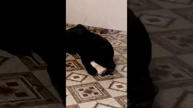 Кане Корсо (Цезарь) смотреть онлайн