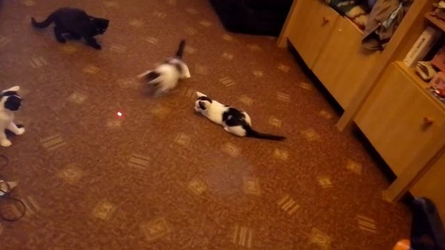 Laser Cats Crazy Games смотреть онлайн