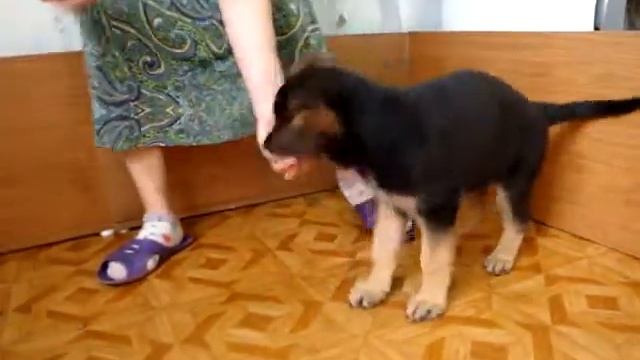 Начальная дрессировка щенка немецкой овчарки.Сантлаурис Иден смотреть онлайн