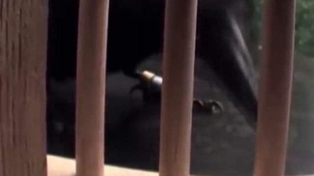 Мужчина кормил воронят 4 года смотреть онлайн