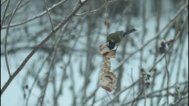 Синички за окном лопают сало, висящее на кусте шиповника смотреть онлайн