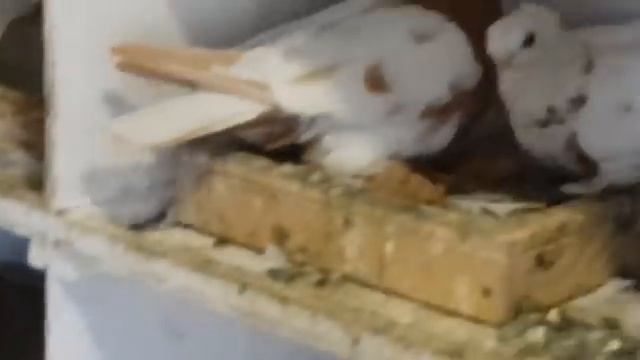 17.05.19. Обзор голубей у Радика. . Overview of pigeons in Radik. смотреть онлайн