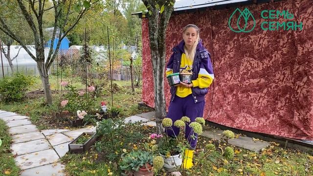 Правила осеннего ухода за гортензиями! смотреть онлайн