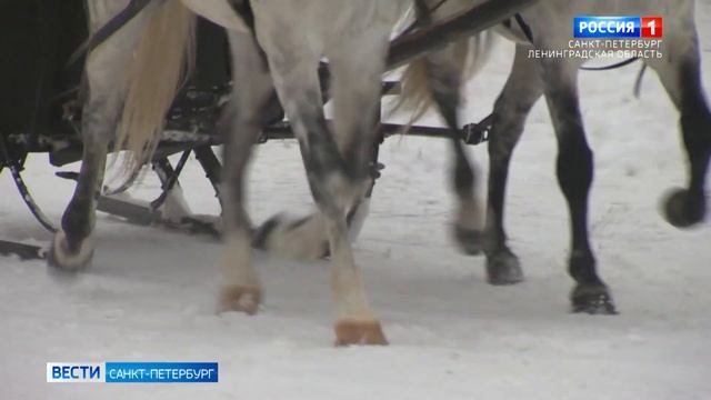 У лошадей музея-заповедника "Царское село" появилось новое комфортабельное жилище смотреть онлайн