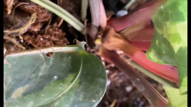 New plants/ Anthurium Hookeri Tricolour and Alocasia Macrorrhiza Variegata. Excited! смотреть онлайн