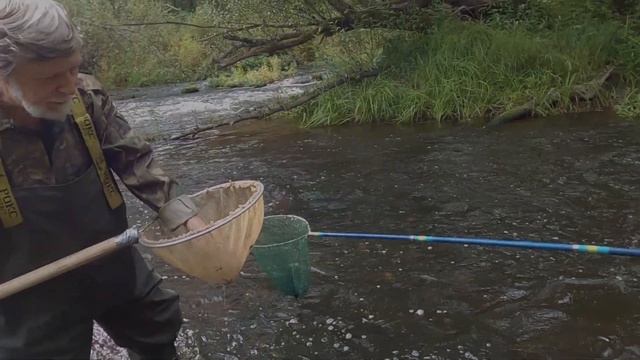 Мониторинг лососёвых рек Ленинградской области. ВНИРО ГосНИОРХ смотреть онлайн