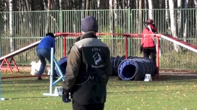 Соревнования по аджилити 27.10.12 г., СПб, Пискаревская v13 смотреть онлайн