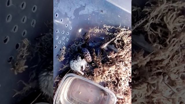 Радужный удав Вениамин, третья охота. смотреть онлайн