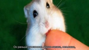 Как приручить хомяка к рукам в домашних условиях