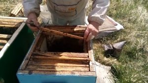 Пасека Лаврова. Делаем отводки от основных семей