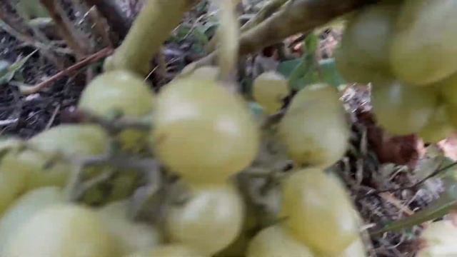 Виноград ,,Аркадия " , первое плодоношение... смотреть онлайн