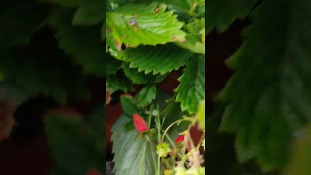 Лесная сказка. Земляника альпийская, безусая, красная. смотреть онлайн