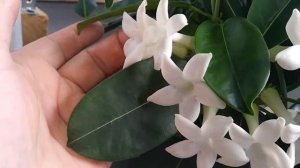 Мадагаскарский жасмин или Стефанотис обильноцветущий