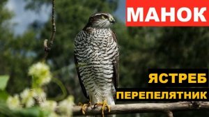 ?ГОЛОС (МАНОК) ЯСТРЕБ ПЕРЕПЕЛЯТНИК
