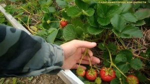 КЛУБНИКА СОРТА.Ремонтантный сорт клубники КАБРИЛЛО