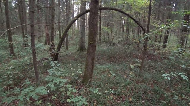 Охота на рябчика с манком осенью! смотреть онлайн