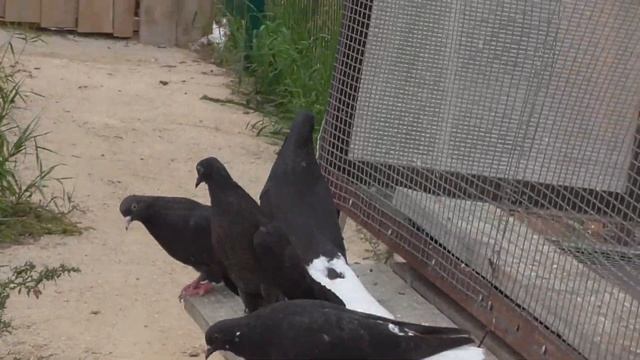 Серпастые и Николаевские голубята 2021 года Кияйкина Александра Григорьевича смотреть онлайн