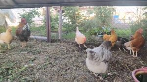 Курица Не Может Снести Яйцо. Как помочь и в чём причина?