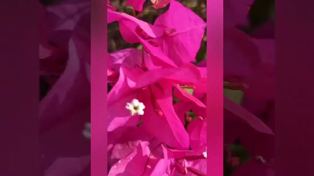 flower of bougainvillea смотреть онлайн