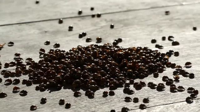 УМОРА!!!))))БОЖЬИ КОРОВКИ НА БАЗАРЕ!!! СМЕШНАЯ ТОЛПА.))) смотреть онлайн