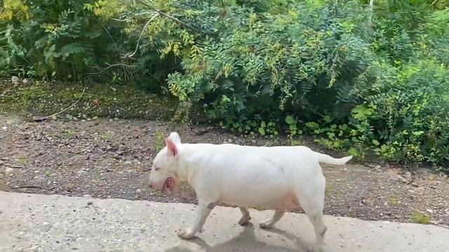 01.08.2020. Собираем грибы по Дмитровскому шоссе, Подмосковье смотреть онлайн