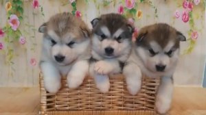 Аляскинский маламут щенки на продажу