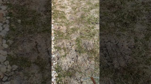 Уход за газоном после зимы. весенний уход за гозоном смотреть онлайн