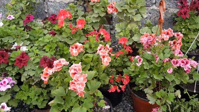 Расцветка королевских пеларгоний смотреть онлайн