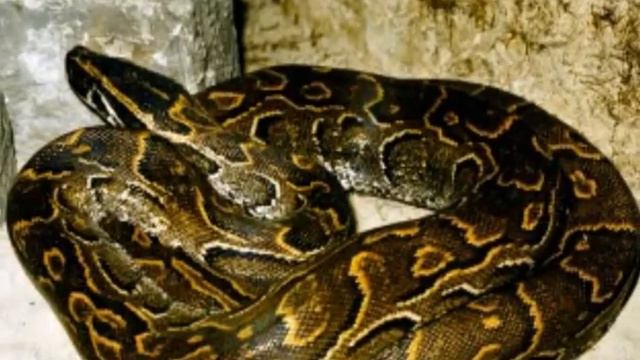 Топ 10 Самых Больших Змей смотреть онлайн