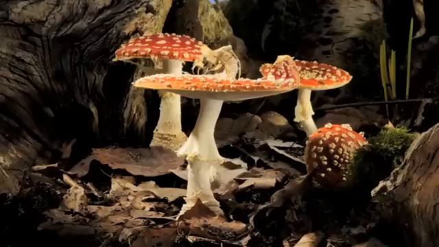 Fly Agaric toadstool growing time-lapse смотреть онлайн