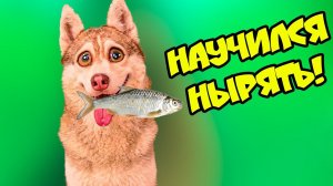 ХАСКИ НА РЫБАЛКЕ!! Я НАУЧИЛСЯ НЫРЯТЬ! (Хаски Бублик) Говорящая собака