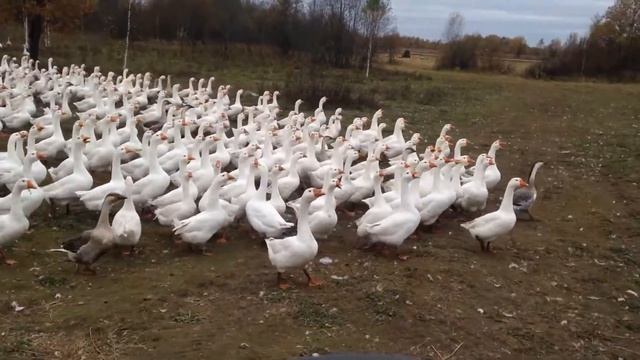 Гуси хозяйства "Былие травное" смотреть онлайн