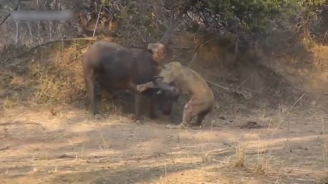 Кровавая битва Льва и Буйвола. Мир животных смотреть онлайн