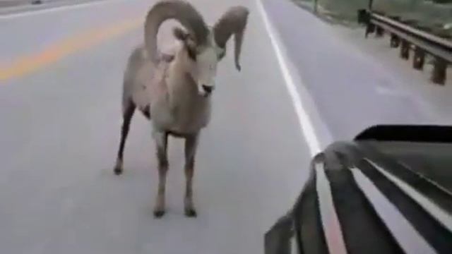 Баран против джипа смотреть онлайн