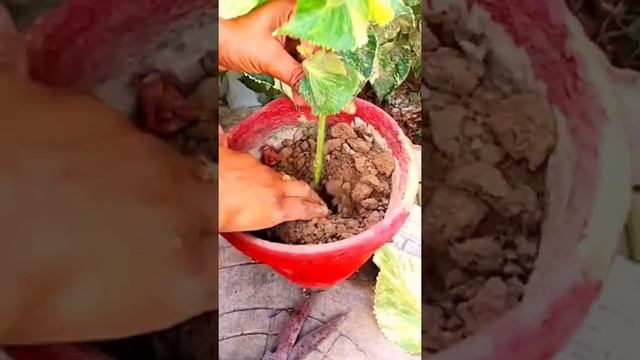 Acalypha wilkesiana plant growing by cutting ✂️ ???#shininggarden смотреть онлайн