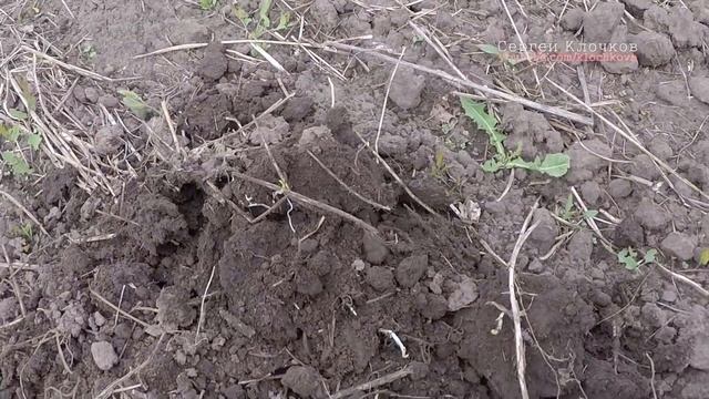 Поиск монет на поле деревни Ш - царские монетки смотреть онлайн