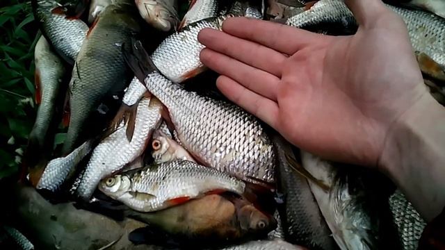 Ведро рыбы на спиннинг, ну почти ведро)) смотреть онлайн