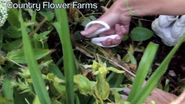 How To Deadhead Campanula