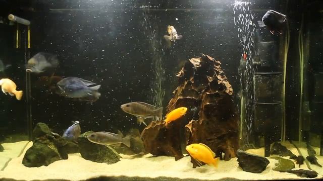 кормление цихлид !!! голубые дельфины... смотреть онлайн