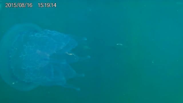 Kefal Avı İstanbul boğazı Beykoz çubuklu sahil смотреть онлайн