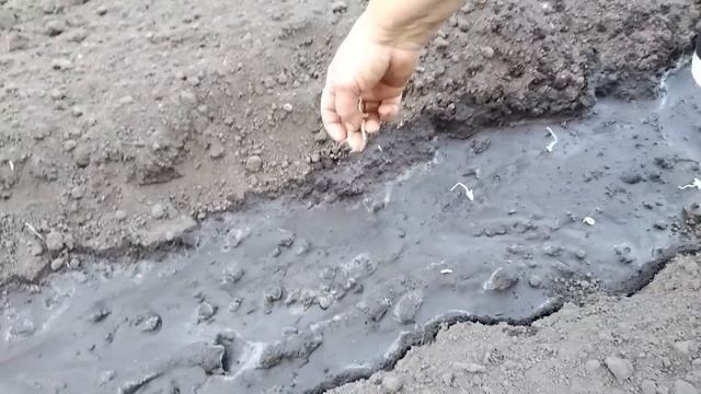 Хочете мати огірки до заморозків? Робіть як ми! смотреть онлайн