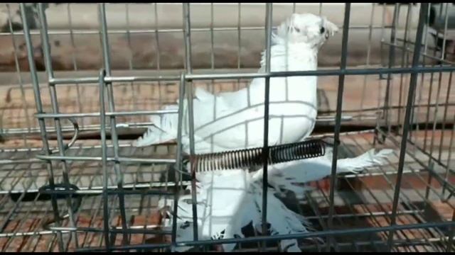 Экстерьер красивый и богатый. Двухчубые голуби. Tauben. Pigeons. Palomas. Pombos. 비둘기.