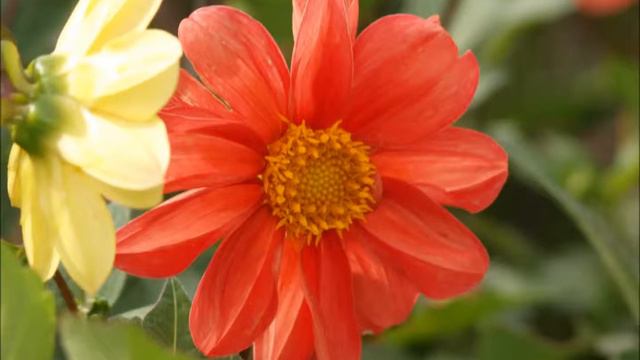 DHALIAS смотреть онлайн